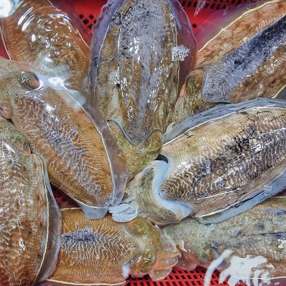 바지락
